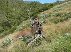 Free Range Red Stag, Game Estate Red Stag, Himalayan Tahr