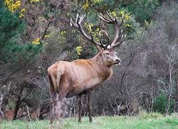 A luxury hunting lodge set in 2,500 acres of secluded native forest and game reserve, seven trout streams, and four lakes.