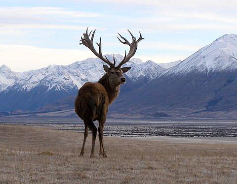 Red stag, courtesy NZ Backcountry Guides, South Island of New Zealand.